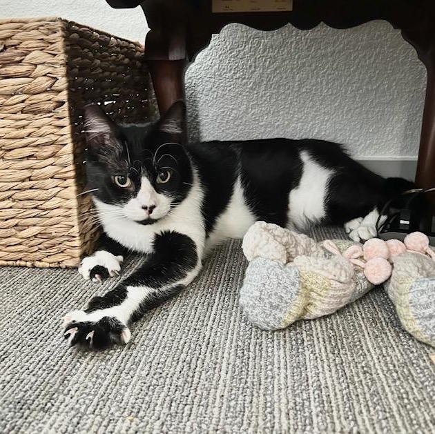 Stud Muffin , ADOPTABLE, Adult Male Domestic Short Hair.