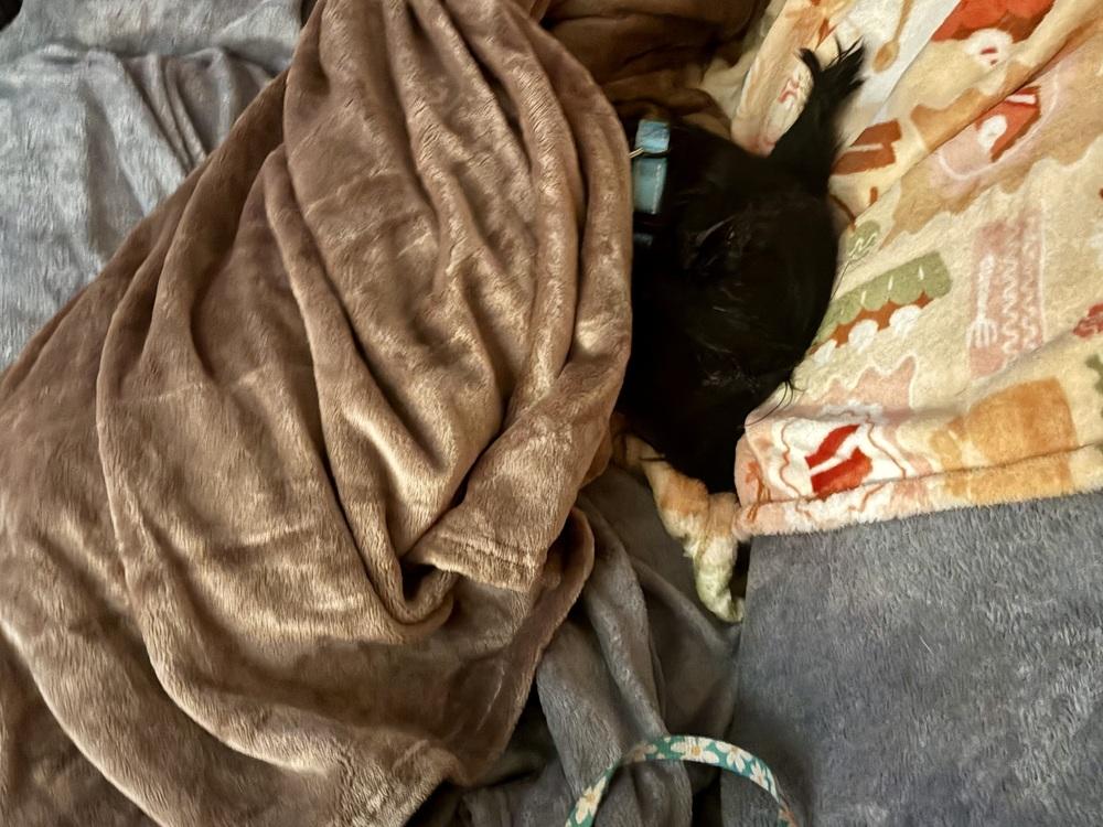 Cinderella thumbnail 2