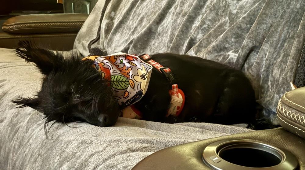 Cinderella thumbnail 4