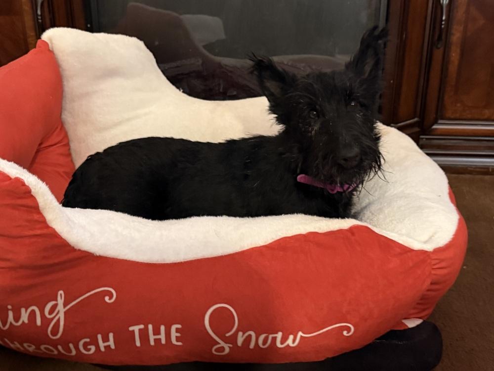 Cinderella thumbnail 5