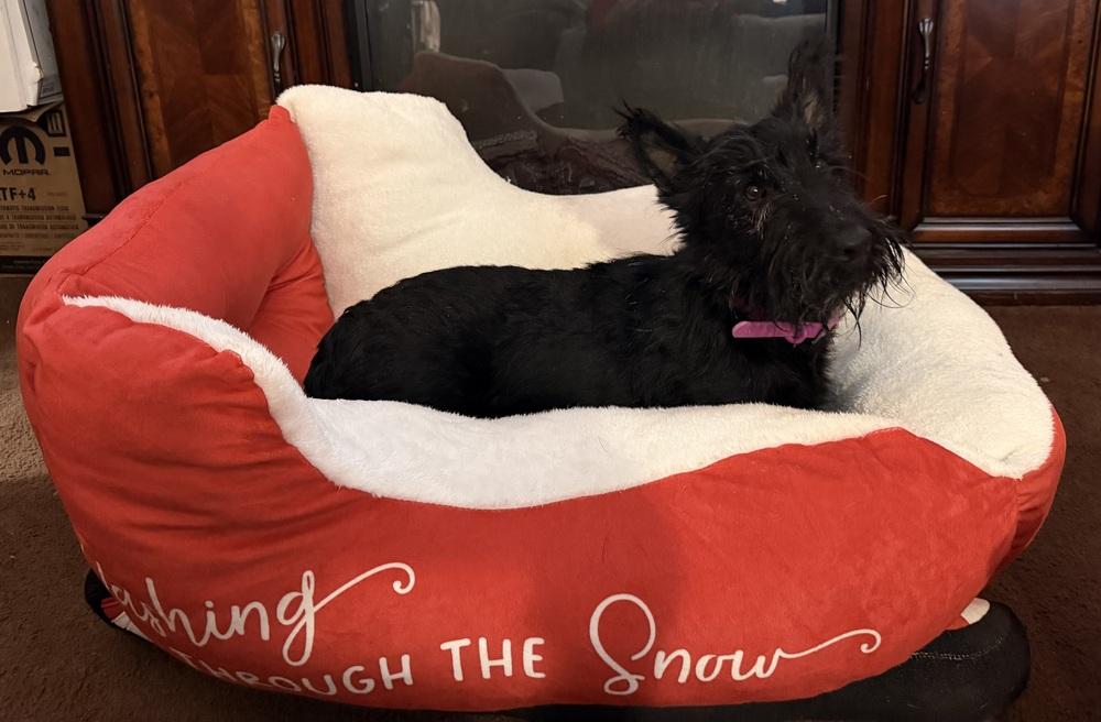 Cinderella thumbnail 6