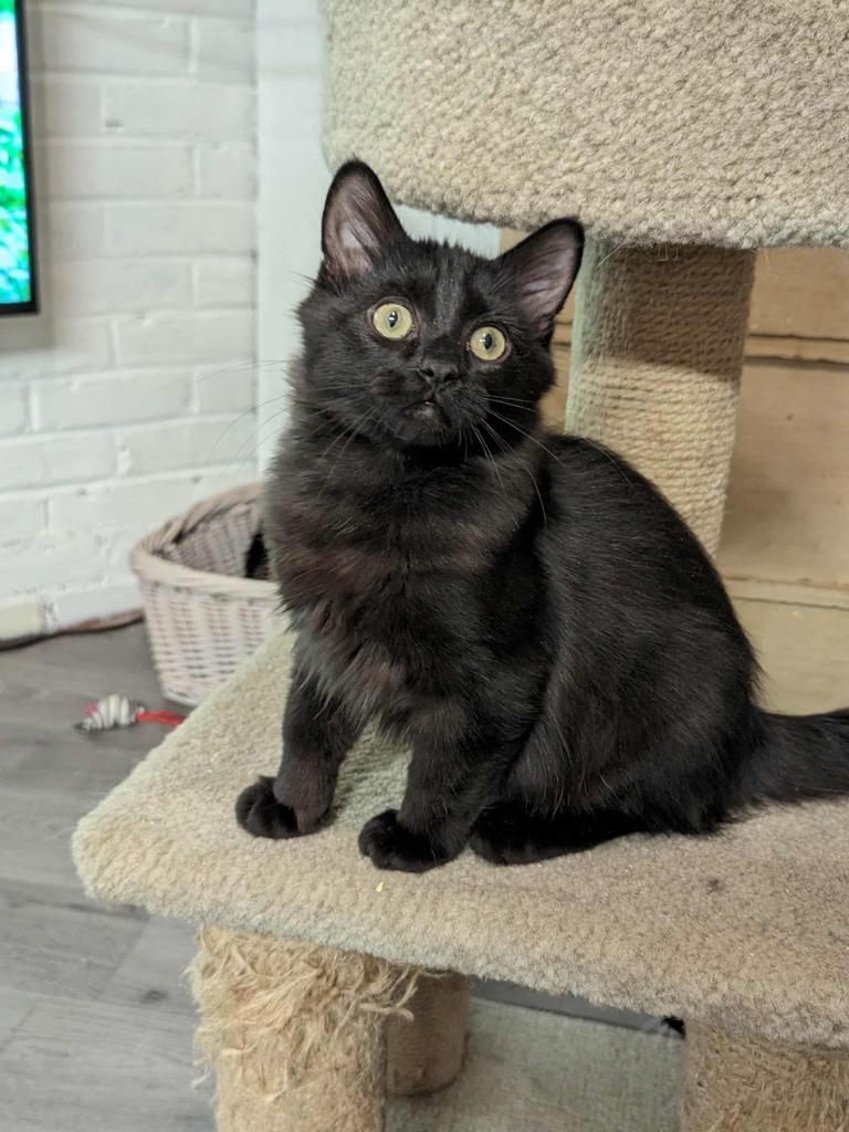 Enlarge Blot, a Adoptable mixed breed in Richmond, BC image 1/1