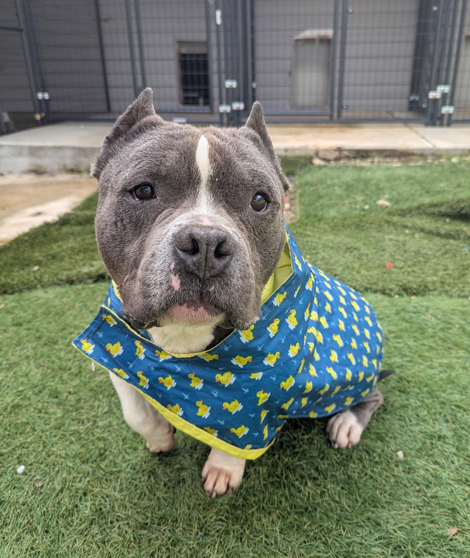 Theo, Adoptable, Young Male American Bulldog.
