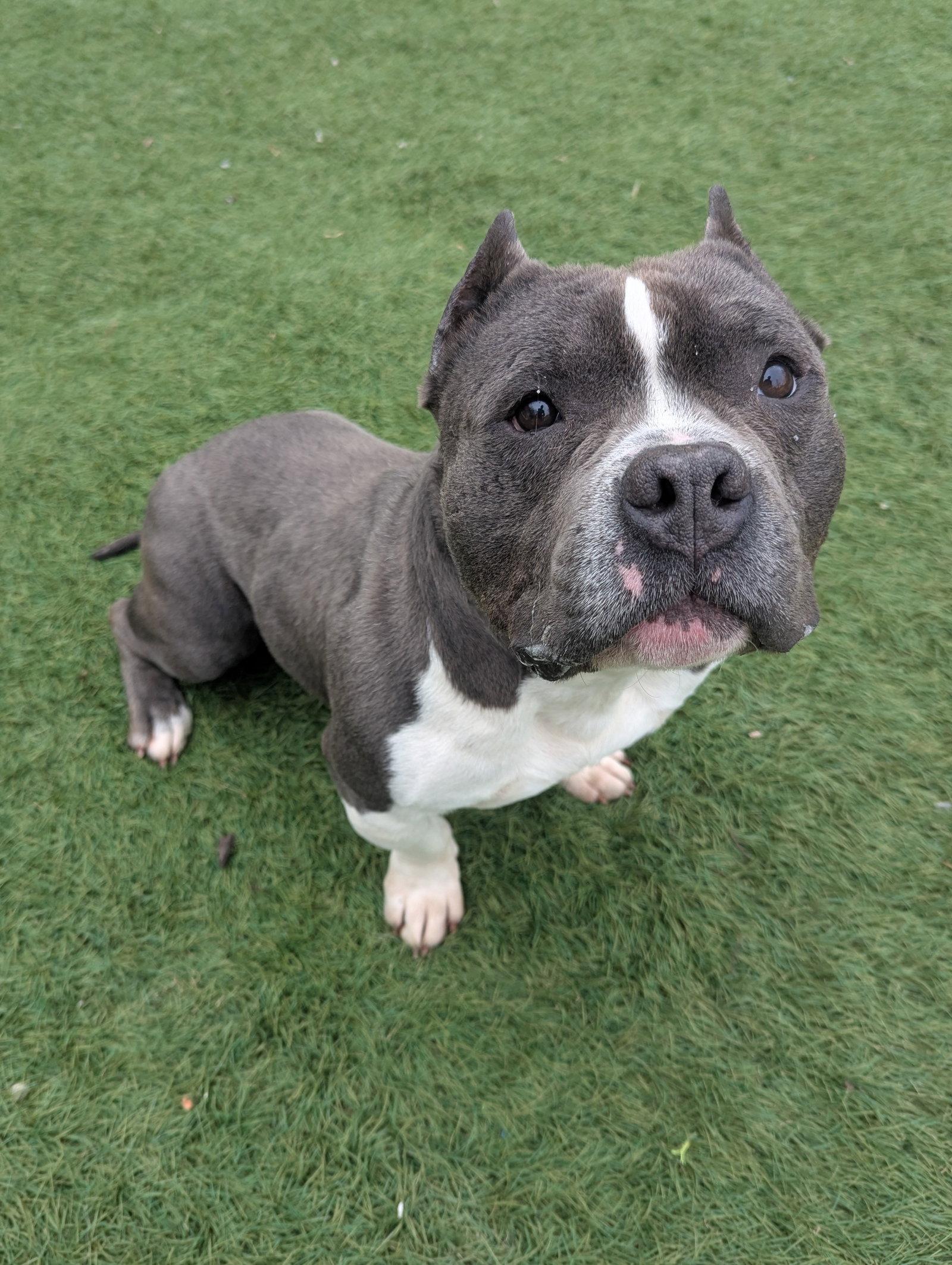 Enlarge Theo, a Adoptable American Bulldog in Calhoun, GA image 2/3