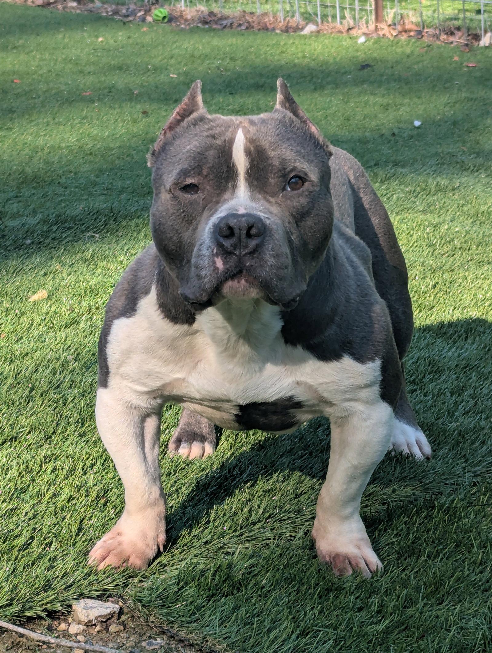 Enlarge Theo, a Adoptable American Bulldog in Calhoun, GA image 3/3