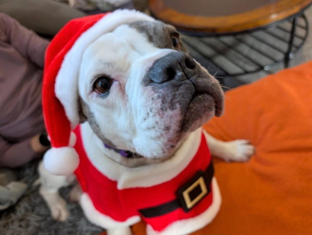 Vera Wang, Adoptable, Adult Female American Bulldog.