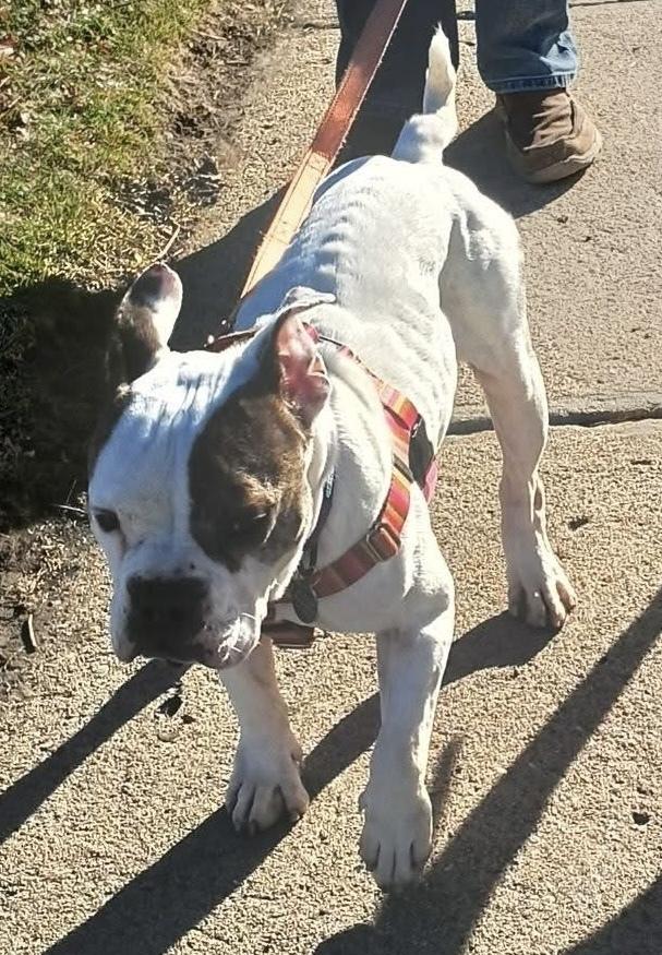 Vera Wang, a Adoptable mixed breed in Denver, CO image 1/4