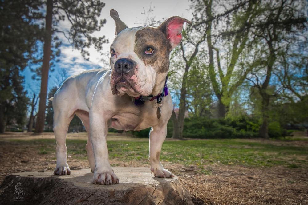 Vera Wang, Adoptable, Adult Female American Bulldog.