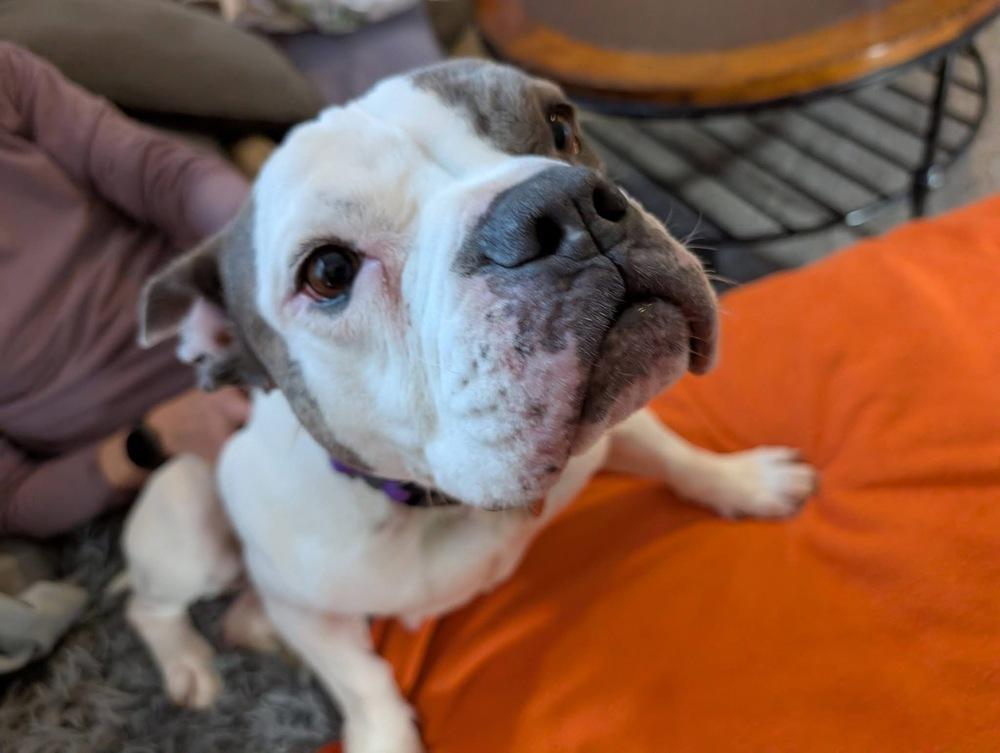 Vera Wang, Adoptable, Adult Female American Bulldog.