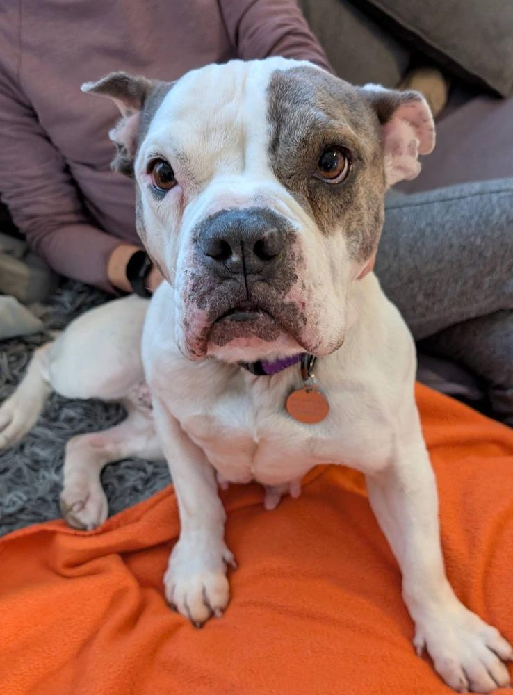 Enlarge Vera Wang, a Adoptable mixed breed in Denver, CO image 3/6