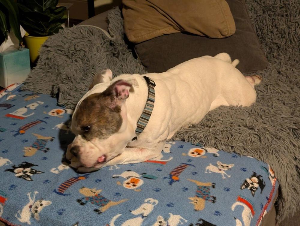 Vera Wang, a Adoptable mixed breed in Denver, CO image 2/4