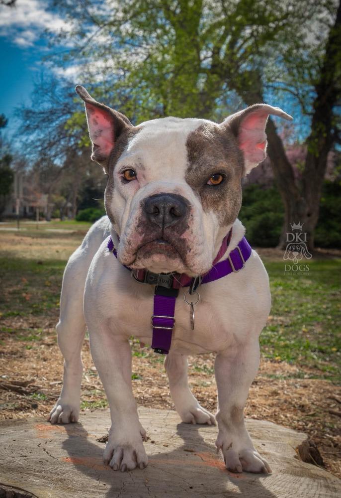 Enlarge Vera Wang, a Adoptable mixed breed in Denver, CO image 2/5