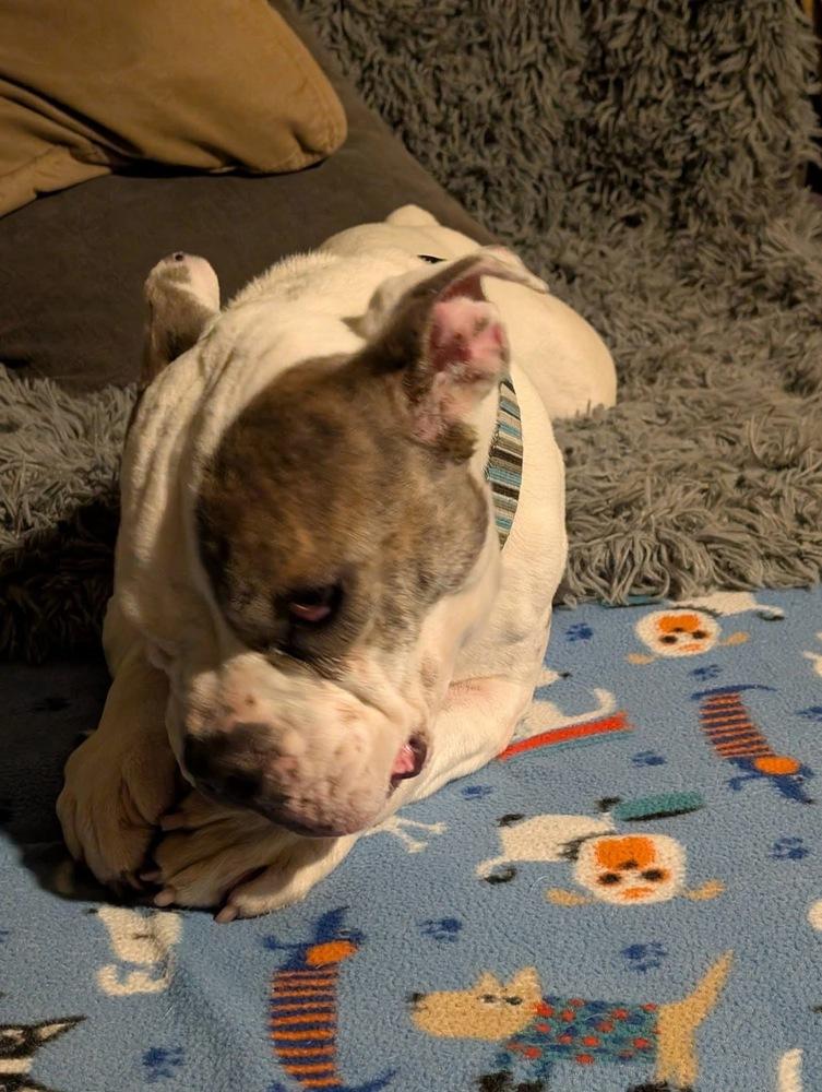 Vera Wang, a Adoptable mixed breed in Denver, CO image 3/4