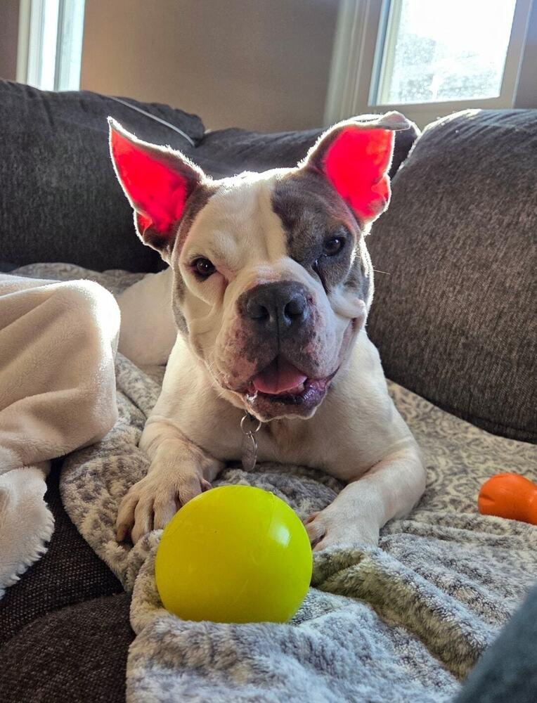 Enlarge Vera Wang, a Adoptable mixed breed in Denver, CO image 3/5