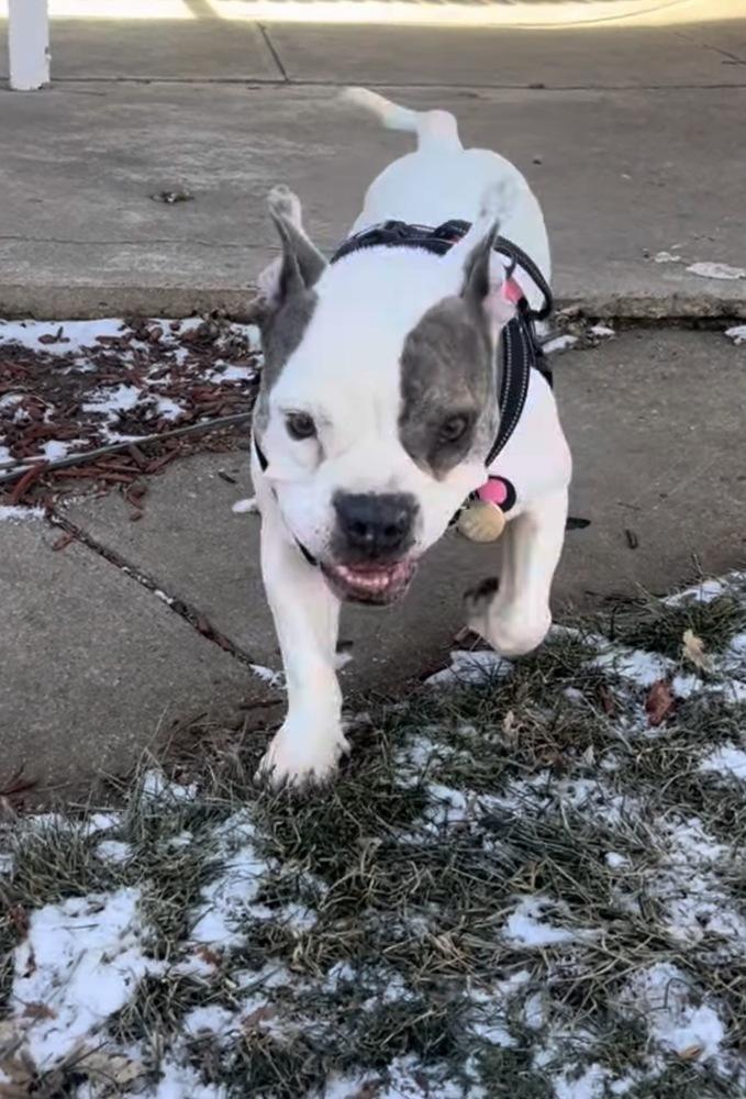 Enlarge Vera Wang, a Adoptable mixed breed in Denver, CO image 4/6