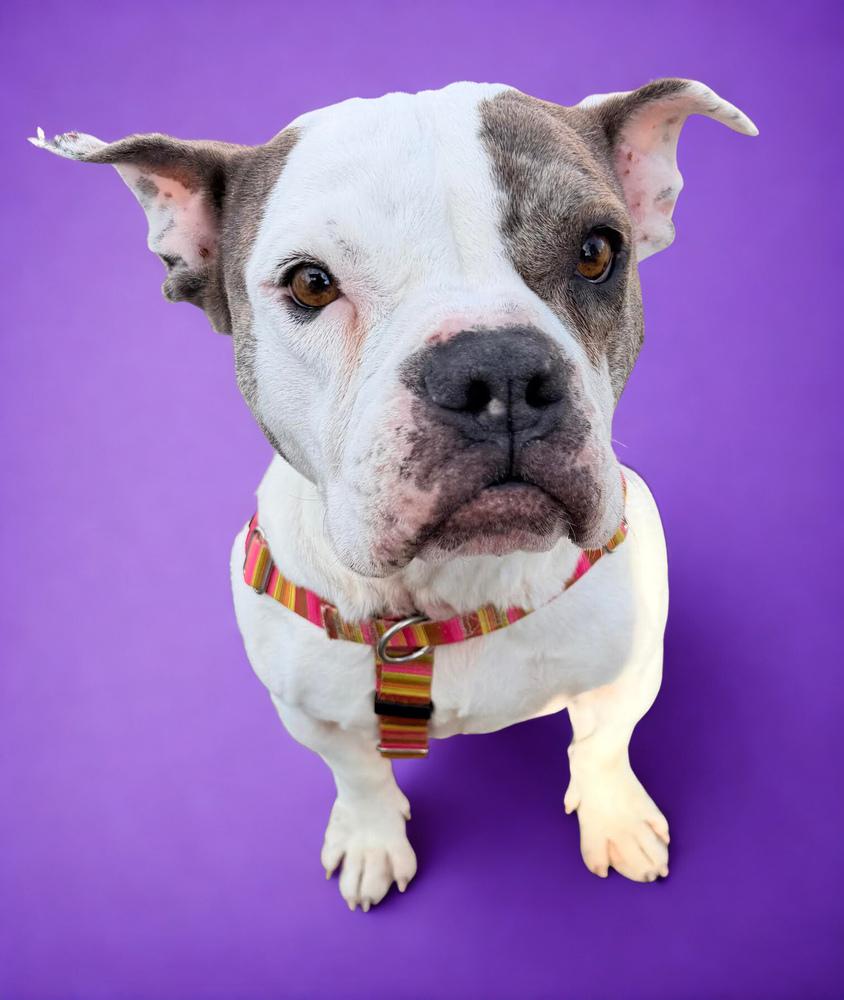 Vera Wang, a Adoptable mixed breed in Denver, CO image 4/4