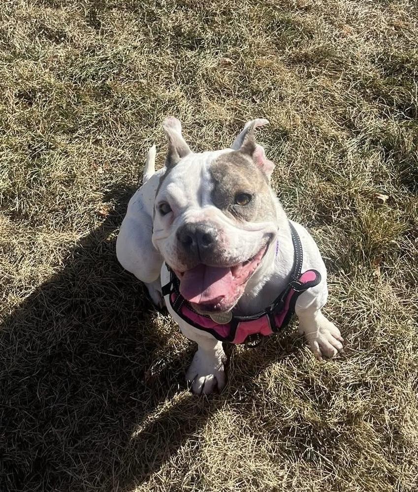 Enlarge Vera Wang, a Adoptable mixed breed in Denver, CO image 5/6