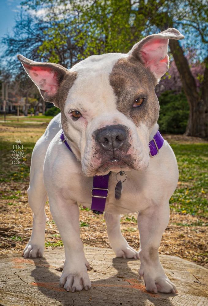 Enlarge Vera Wang, a Adoptable mixed breed in Denver, CO image 4/5