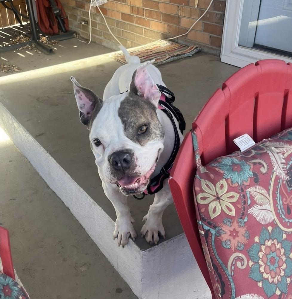 Enlarge Vera Wang, a Adoptable mixed breed in Denver, CO image 6/6