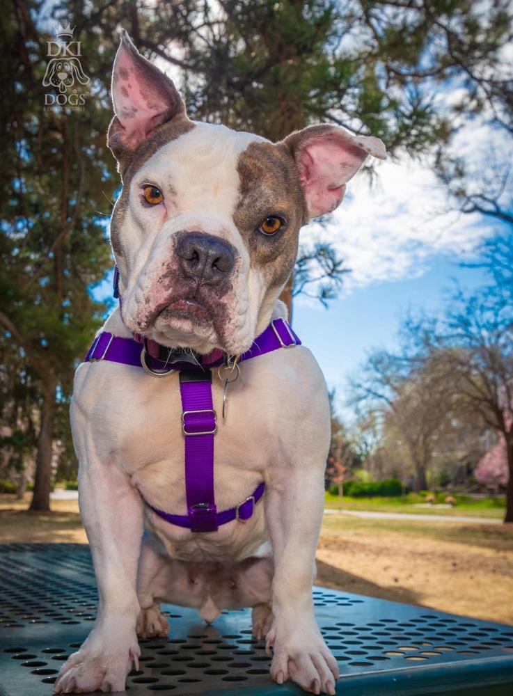 Enlarge Vera Wang, a Adoptable mixed breed in Denver, CO image 5/5