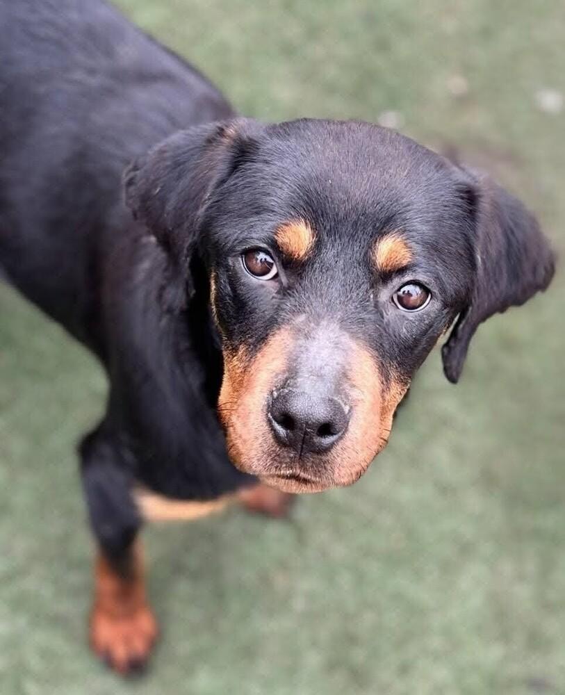 Leia, a Adoptable Rottweiler in Statesville, NC image 2/3