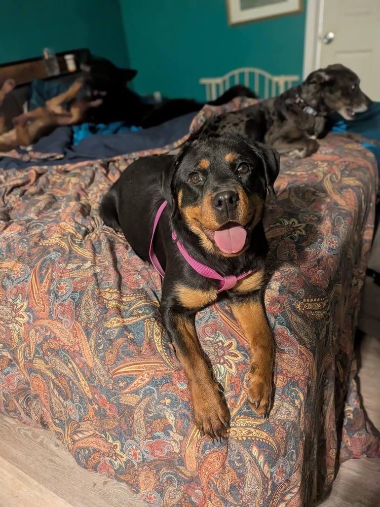 Enlarge Leia, a Adoptable Rottweiler in Statesville, NC image 5/6