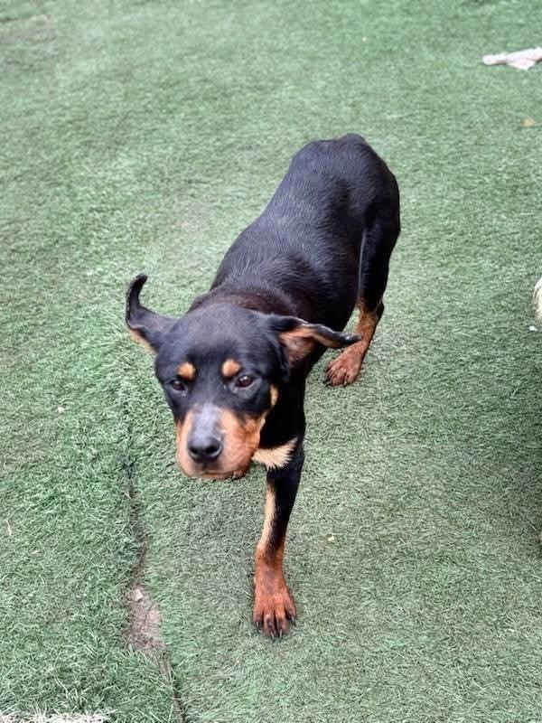 Leia, a Adoptable Rottweiler in Statesville, NC image 3/3