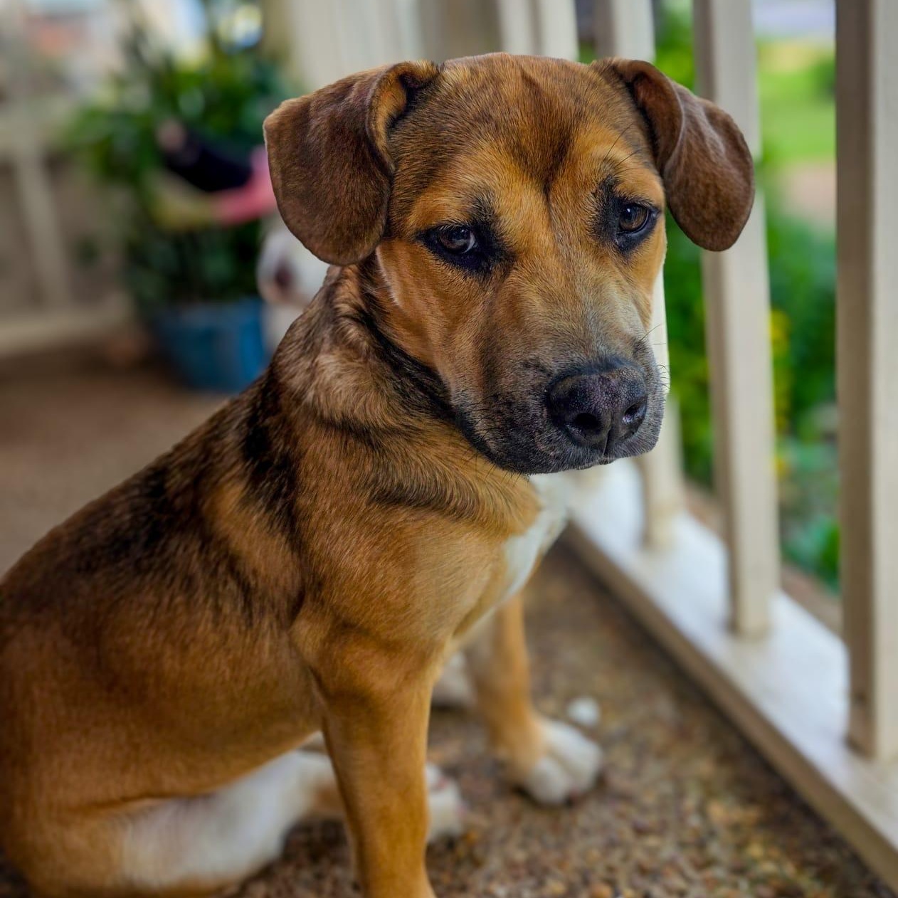 Enlarge Kira, an adoptable mixed breed in Brentwood, TN image 2/5