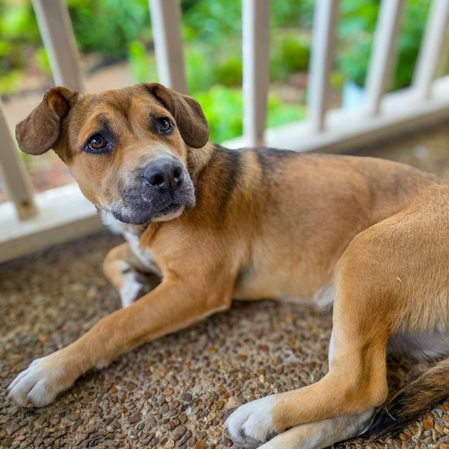 Enlarge Kira, an adoptable mixed breed in Brentwood, TN image 4/5