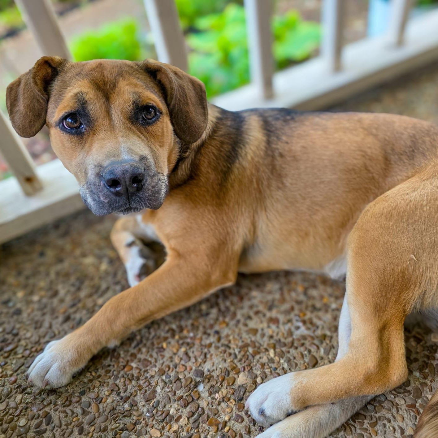 Enlarge Kira, an adoptable mixed breed in Brentwood, TN image 5/5