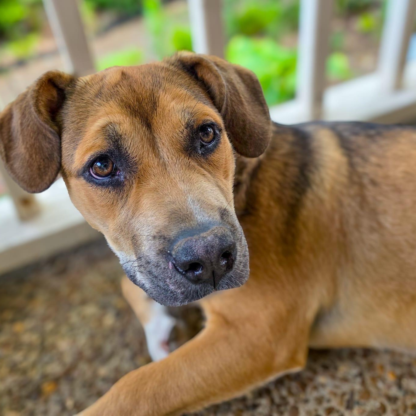Kira, adoptable, Young Female German Shepherd Dog.