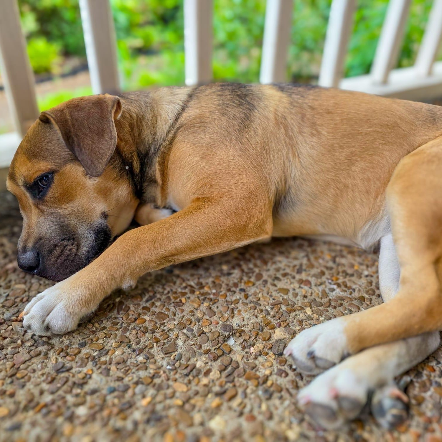 Enlarge Kira, an adoptable mixed breed in Brentwood, TN image 3/5