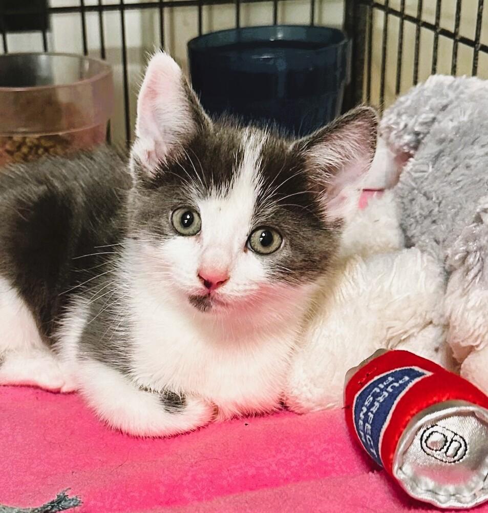 Buttons, Adoptable, Kitten Female Domestic Short Hair.