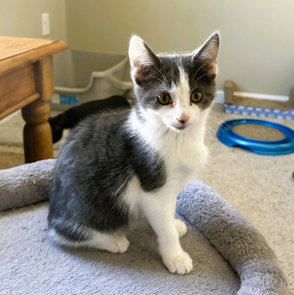 Enlarge Buttons, a Adoptable mixed breed in Mooresville, NC image 2/6