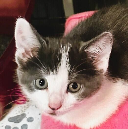 Enlarge Buttons, a Adoptable mixed breed in Mooresville, NC image 4/6