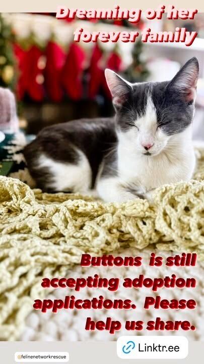 Enlarge Buttons, a Adoptable mixed breed in Mooresville, NC image 5/6