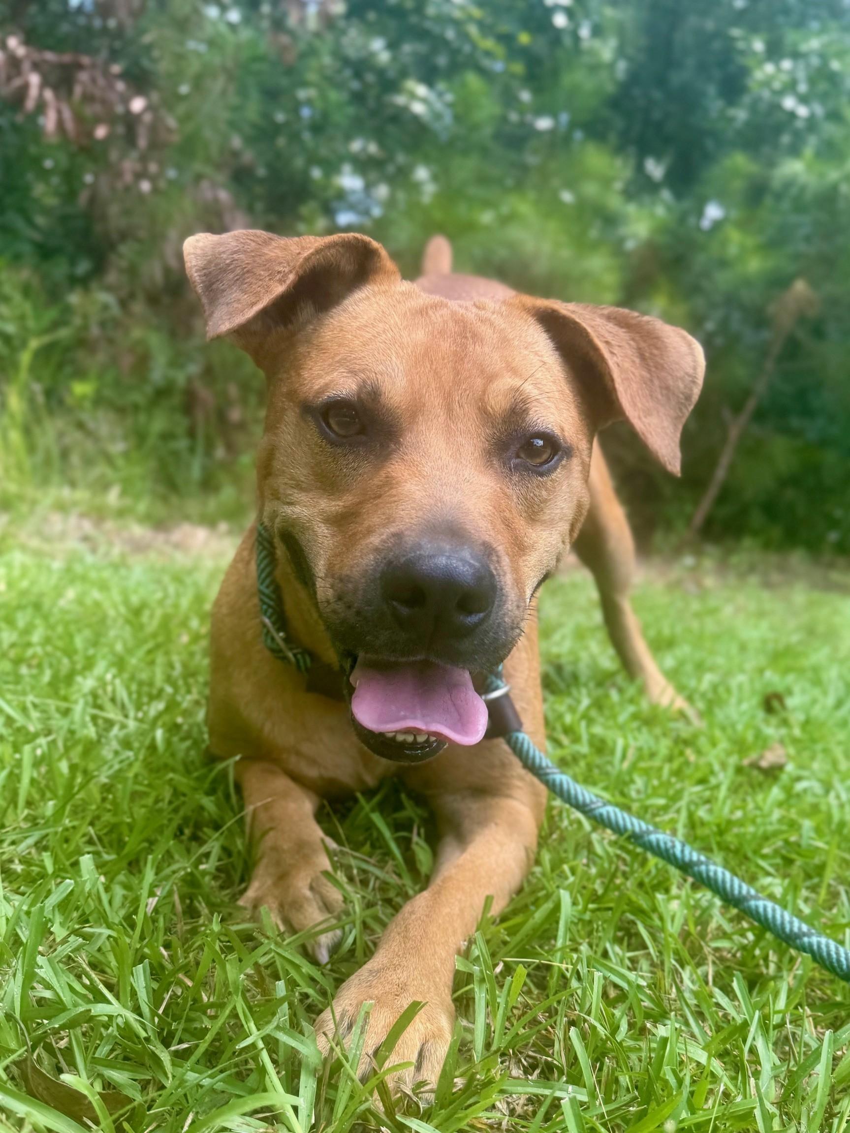 Ricky, Adoptable, Young Male Black Mouth Cur & Mixed Breed.