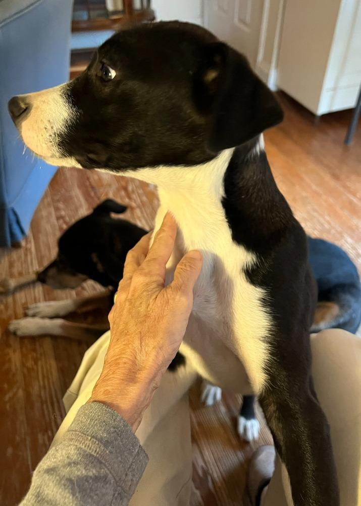 Enlarge BC, a Adoptable mixed breed in Troy, MO image 2/6