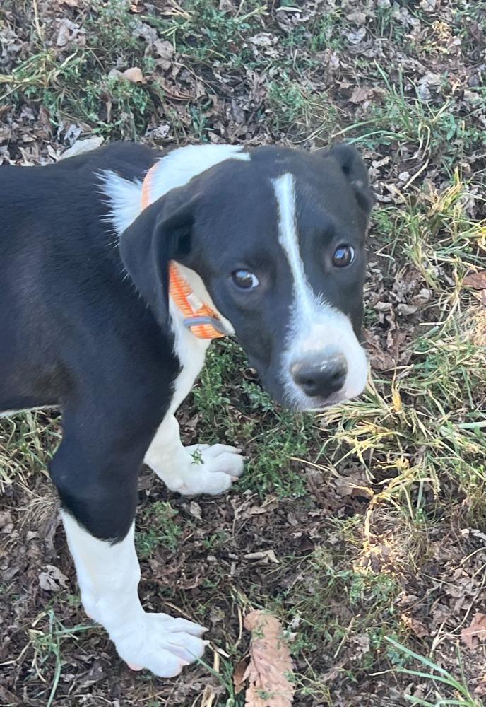 BC, Adoptable, Puppy Male Australian Shepherd & Border Collie.