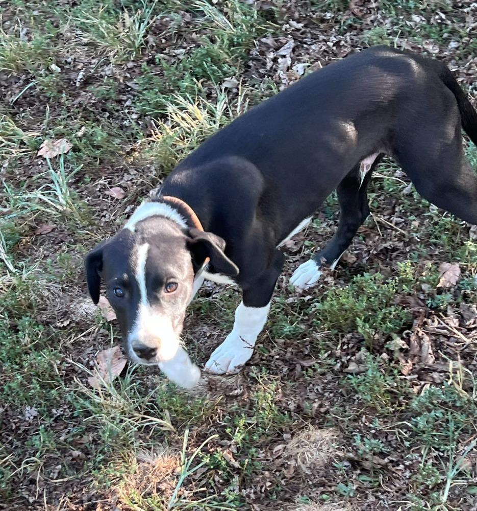 Enlarge BC, a Adoptable mixed breed in Troy, MO image 3/6