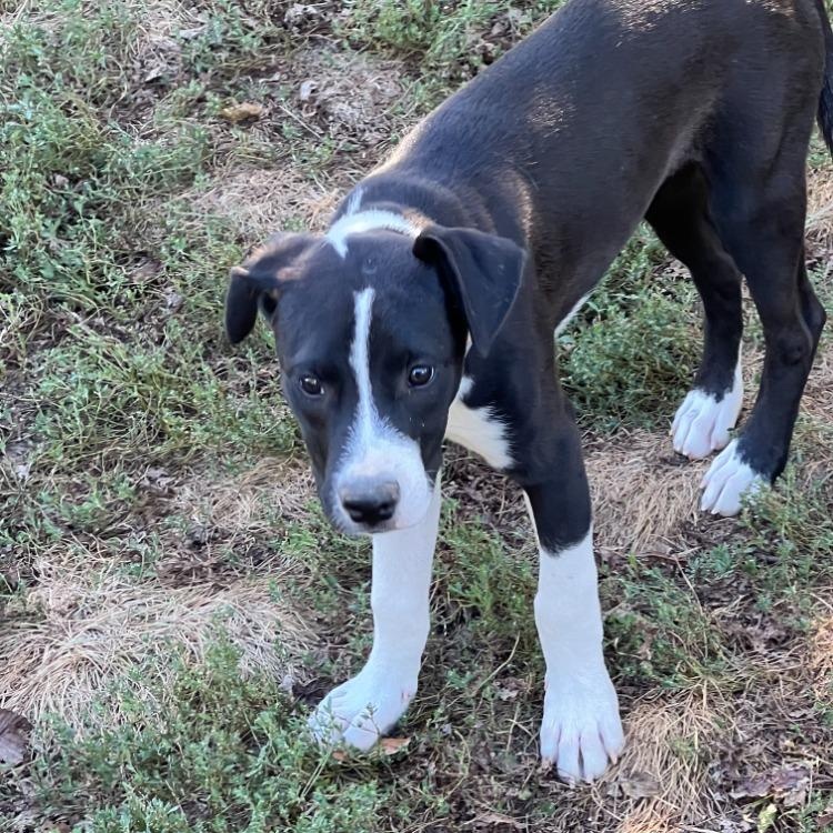 Enlarge BC, a Adoptable mixed breed in Troy, MO image 4/6