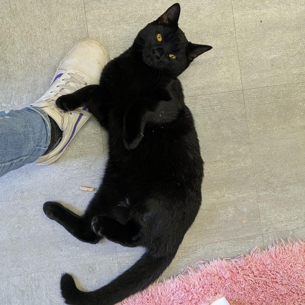 Tilt-A-Whirl, Adoptable, Young Male Domestic Short Hair.