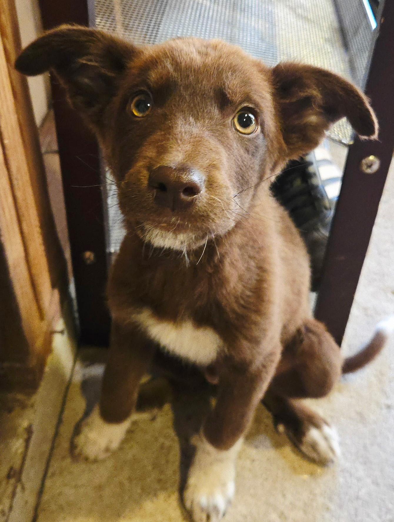 Ted, adopted, Puppy Male Australian Cattle Dog / Blue Heeler.