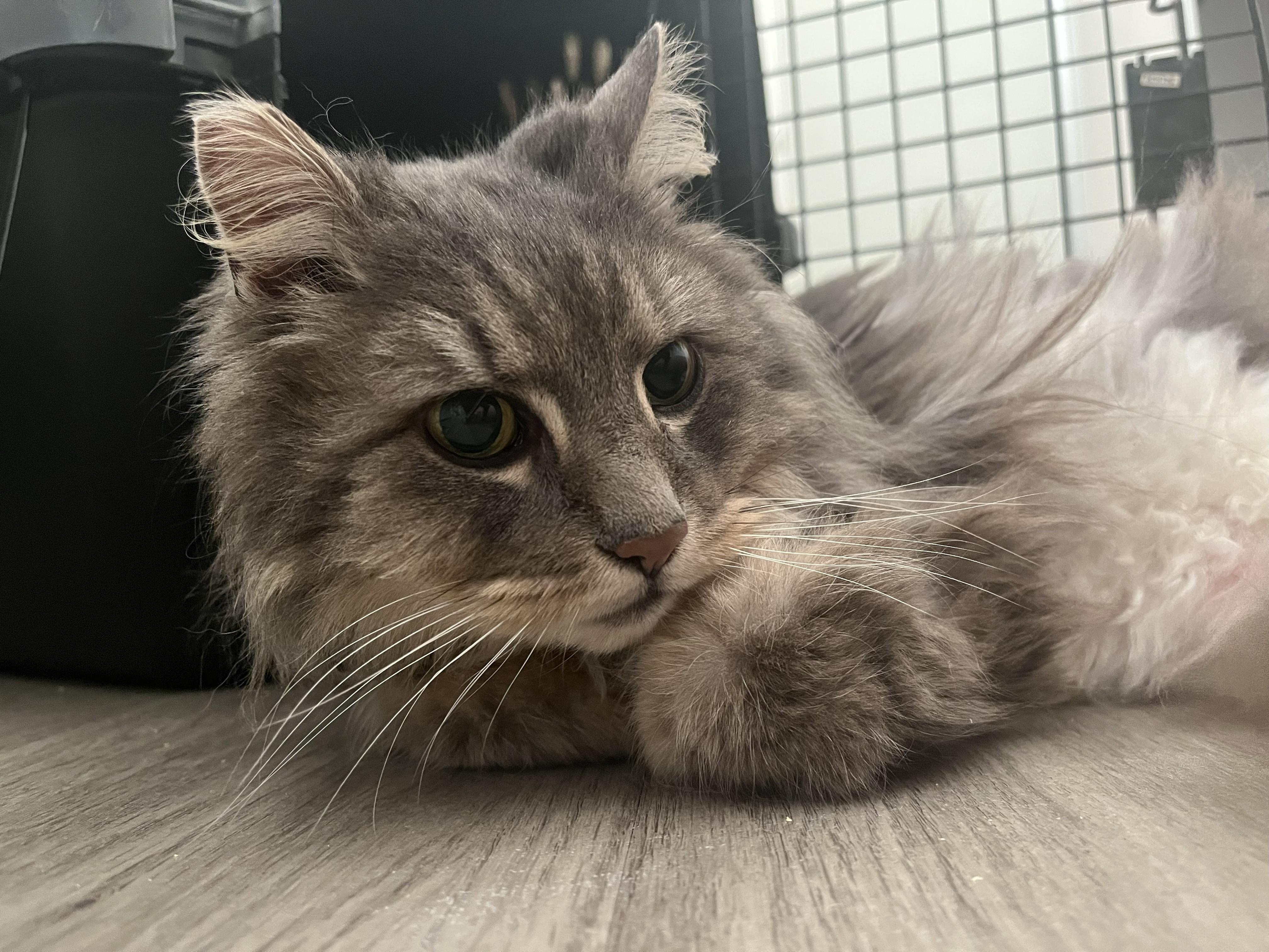 Matty, adopted, Adult Male Domestic Long Hair.