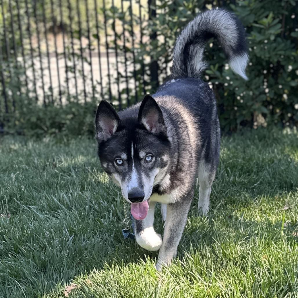 Napoleon - ECAS, Adoptable, Adult Male Siberian Husky & Mixed Breed.