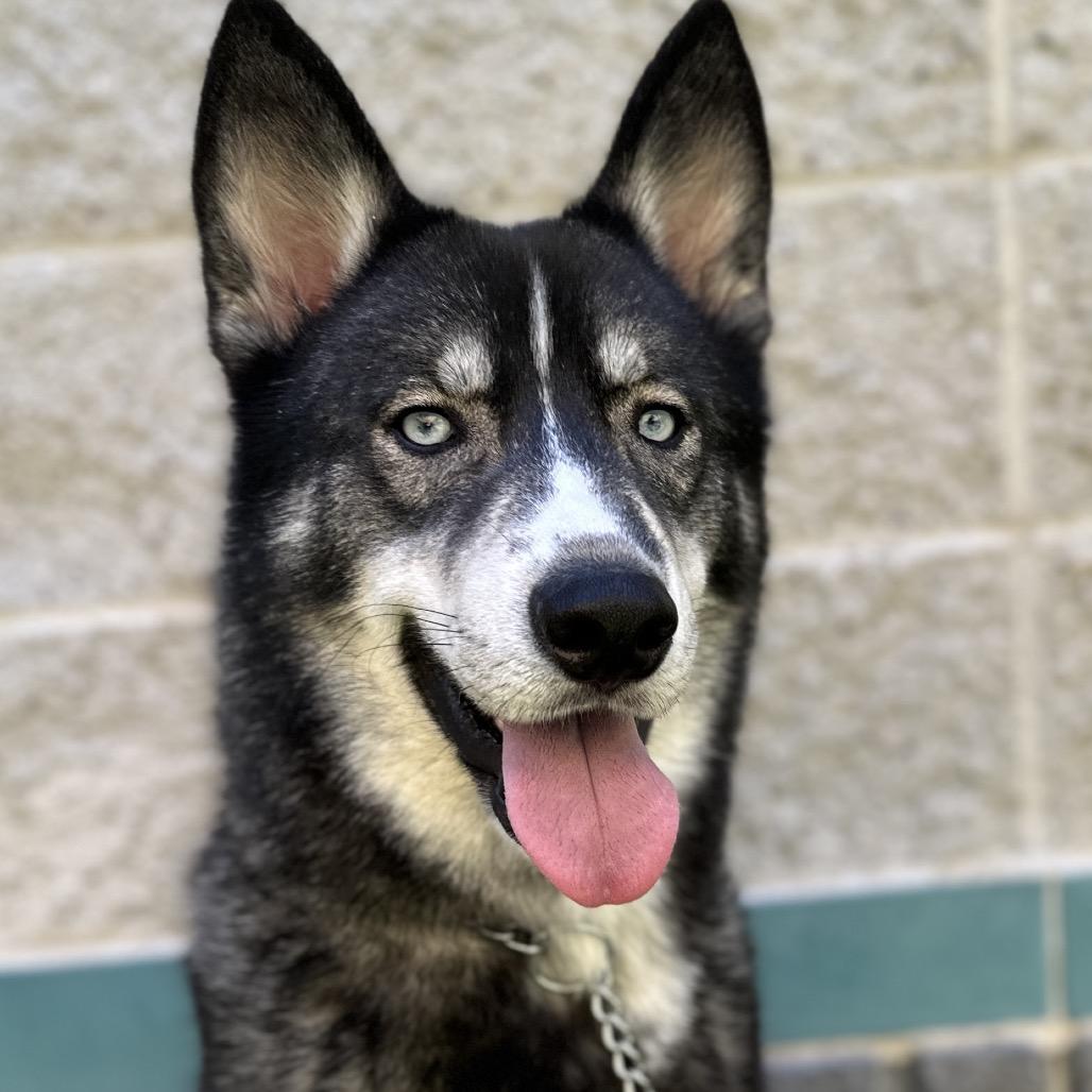 Napoleon - ECAS, a Adoptable mixed breed in Pleasanton, CA image 4/6