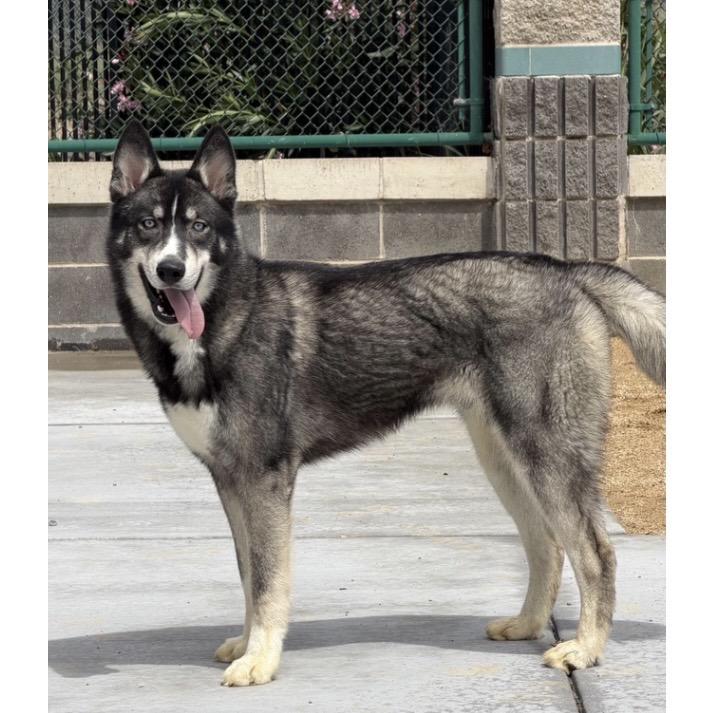 Napoleon - ECAS, a Adoptable mixed breed in Pleasanton, CA image 5/6