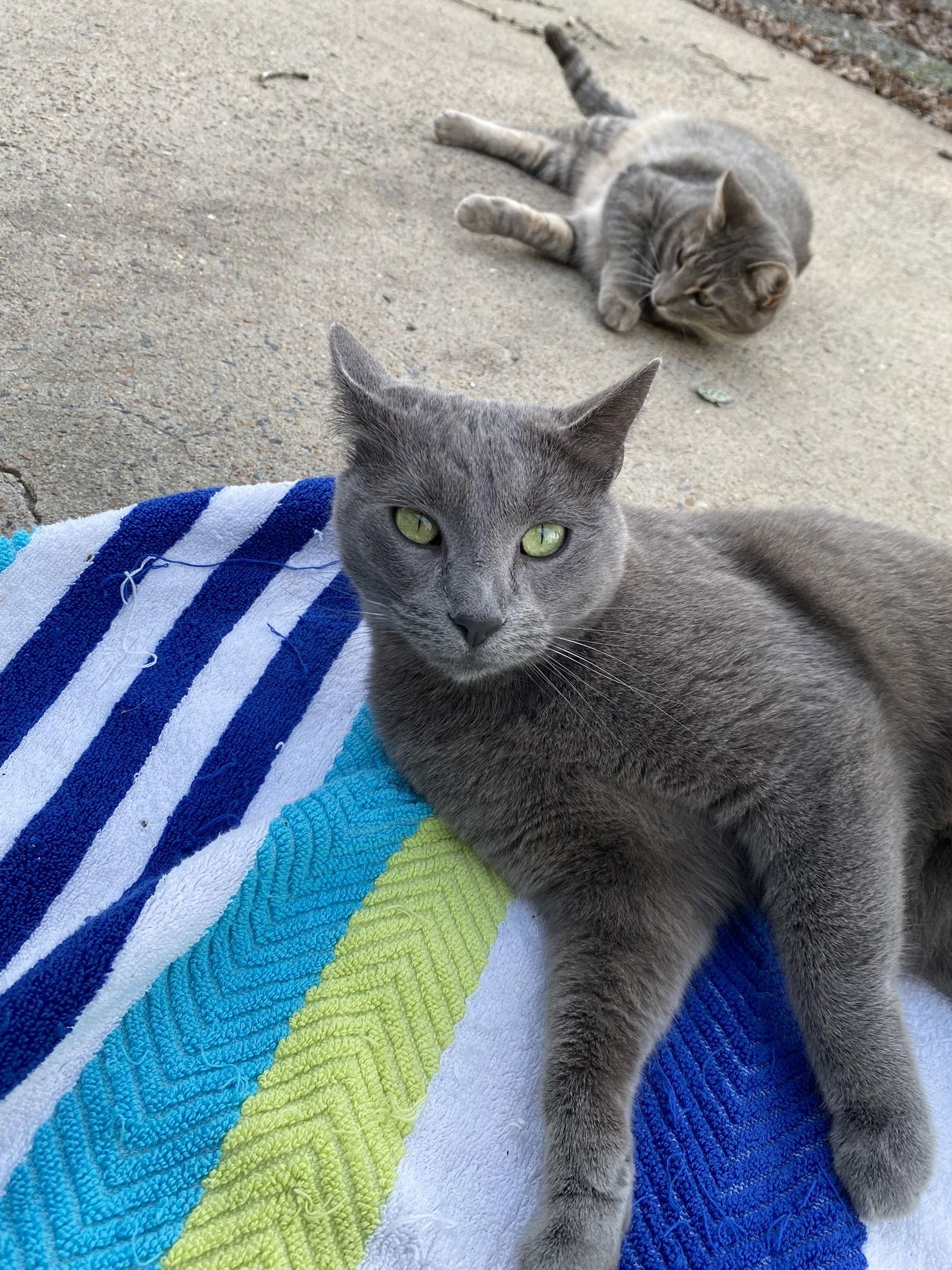 Vivian, Adoptable, Young Female Domestic Short Hair & Russian Blue.