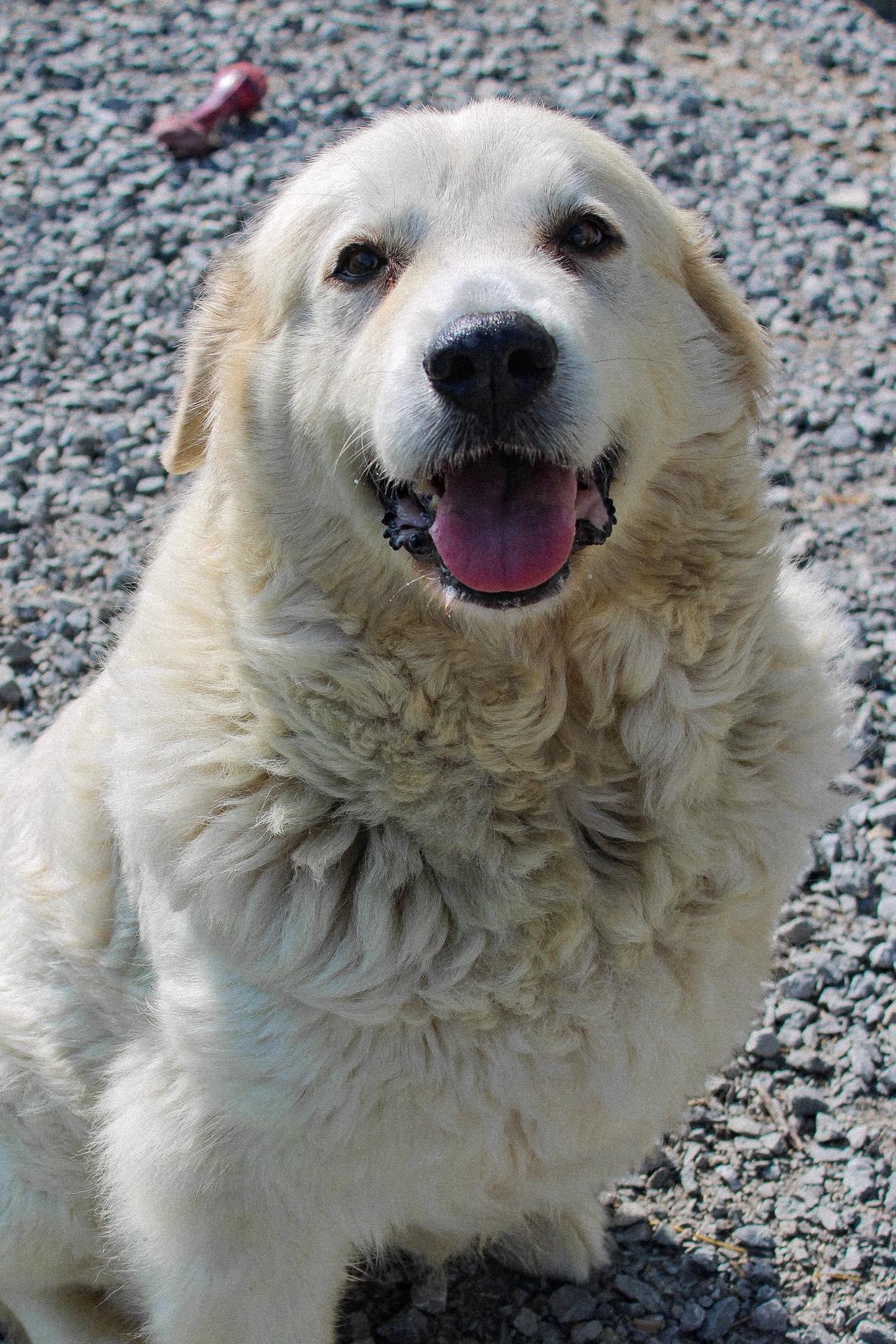 Shasta, ADOPTABLE, Adult Female Great Pyrenees.