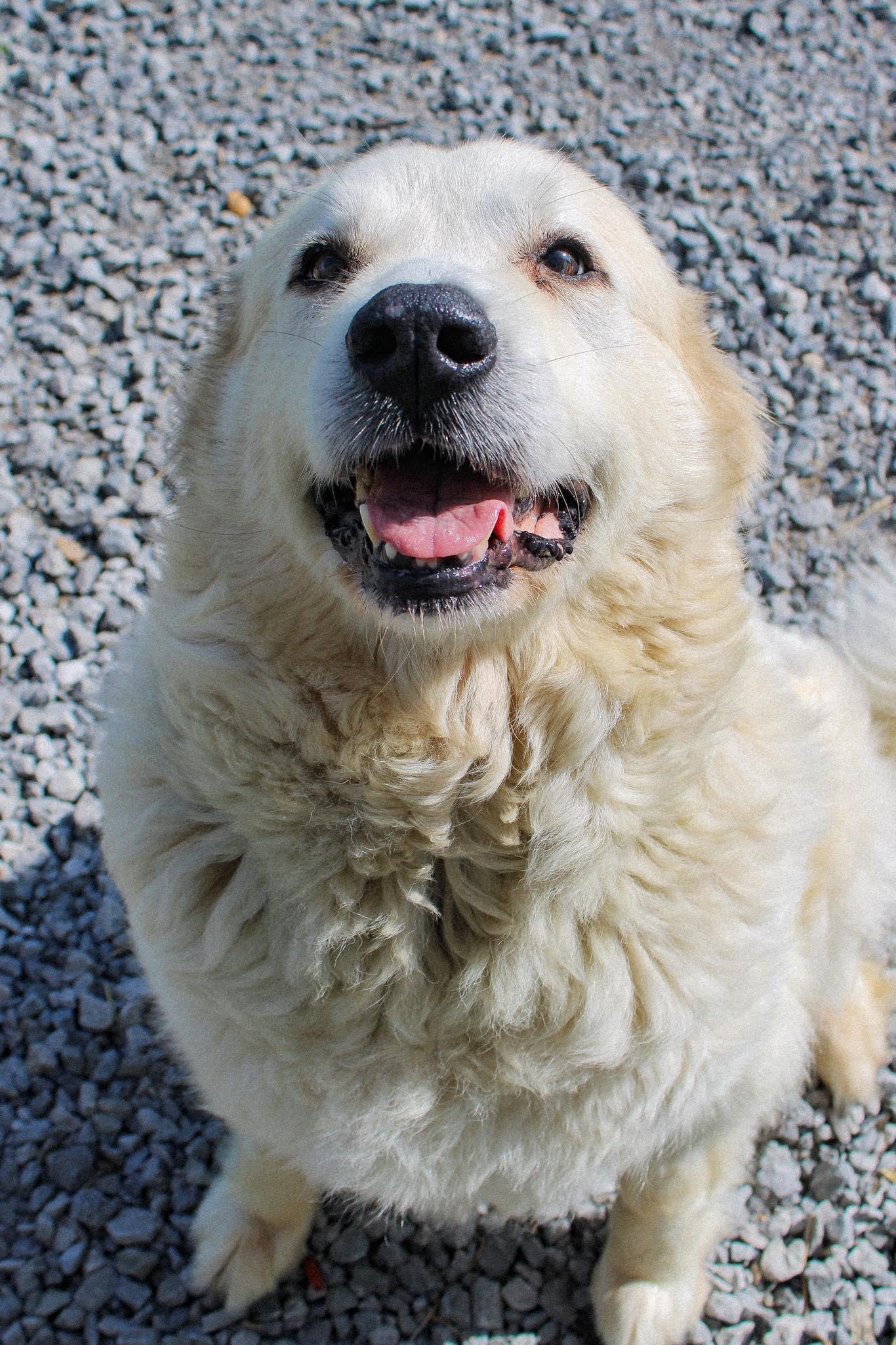 Shasta, a ADOPTABLE Great Pyrenees in Calhoun, KY image 5/5